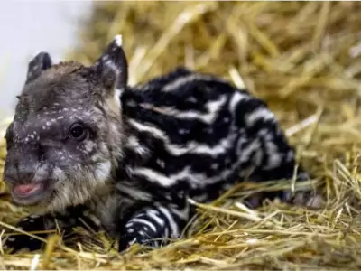 Tapir sudamericano/ Fuente: X