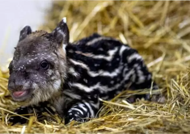 Tapir sudamericano/ Fuente: X