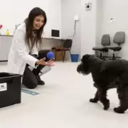 Perros, gatos y aves, ahora tambi�n pueden ir al psiquiatra