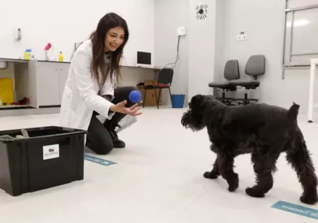 Los et�logos explican que  lo m�s frecuente en perros y gatos son problemas de agresividad y ansiedad por separaci�n.