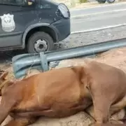 Condenaron al hombre que abandon� a una yegua herida tras la Cabalgata de la Fe