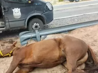 La yegua hab�a sido abandonada en plena Cuesta de las Vacas en Caucete y debi� ser sacrificada/ Fuente: Tiempo de San Juan
