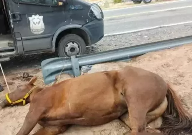 La yegua hab�a sido abandonada en plena Cuesta de las Vacas en Caucete y debi� ser sacrificada/ Fuente: Tiempo de San Juan