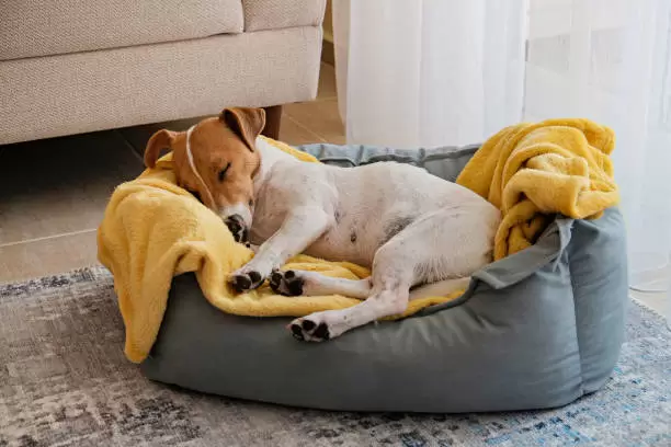 Perros y c�mo dormir en invierno.