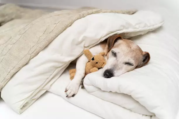 As� deben dormir los perros.