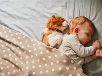 �C�mo deben dormir los perros en invierno?