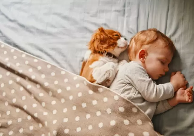 �C�mo deben dormir los perros en invierno?