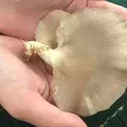 Gírgola: el hongo milagroso que es materia de estudio en Mendoza