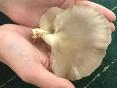 La idea de este proyecto es identificar la composici�n qu�mica de las g�rgolas cuando crecen en cierto tipo de sustratos.