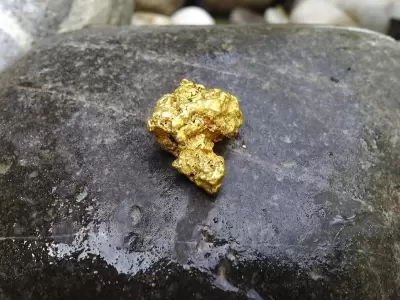 Lo que en un principio era un estudio de absorci�n, termin� con un resultado sorprendente: el hongo produjo oro.