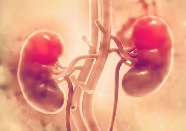 C�ncer renal: s�ntomas, factores de riesgo y c�mo prevenir la enfermedad.