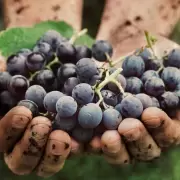 Alerta en bodegas: El vino argentino enfrenta una crisis de precios sin precedentes