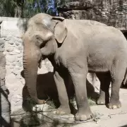 La dura historia de vida de Tamy, el elefante que muri� hoy en Mendoza