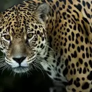 Alarma por caída en la población de yaguaretés: advierten riesgo de extinción