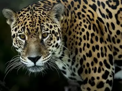 Alarma por ca�da en la poblaci�n de yaguaret�s: advierten riesgo de extinci�n