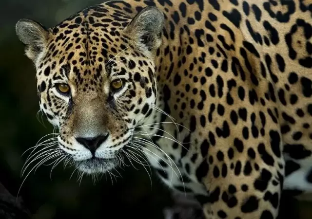 Alarma por ca�da en la poblaci�n de yaguaret�s: advierten riesgo de extinci�n