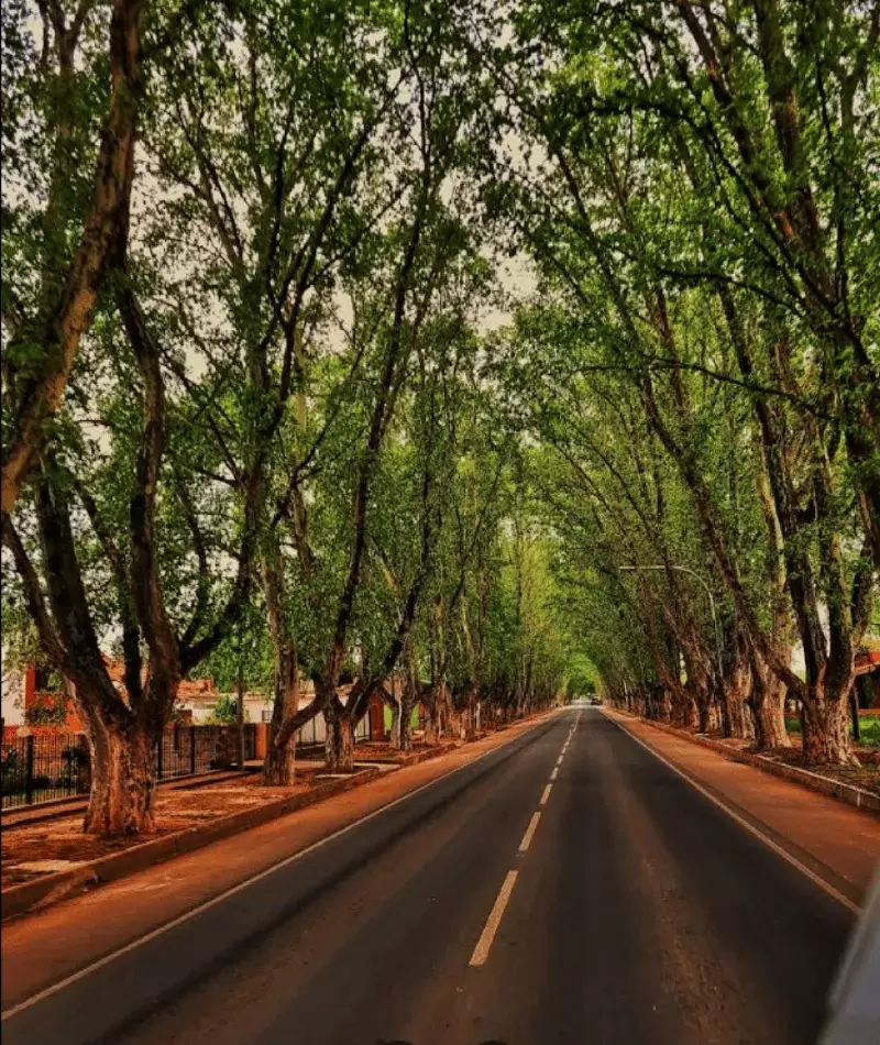 Colonia Caroya