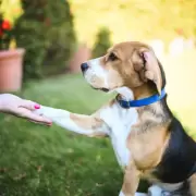 Cómo saber si tu perro tiene frío y qué hacer para protegerlo en invierno