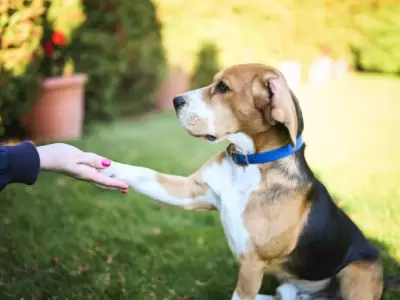 Perro Beagle.
