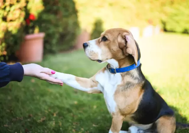 Perro Beagle.