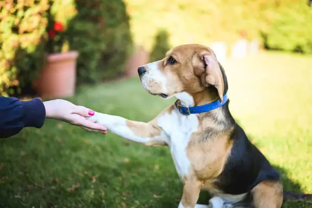 Perro Beagle.
