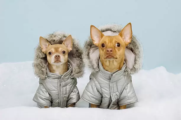 Perros abrigados.