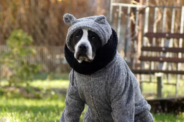 Perro abrigado.