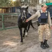 La Polic�a Rural desmantela una red de carne ilegal y frena tr�fico de especies