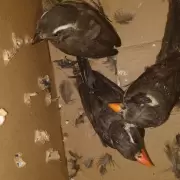 Alarmante auge de peleas de aves: el tr�fico ilegal pone en riesgo al 'siete cuchillos'