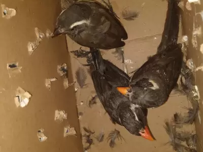 Alarmante auge de peleas de aves: el tr�fico ilegal pone en riesgo al 'siete cuchillos'