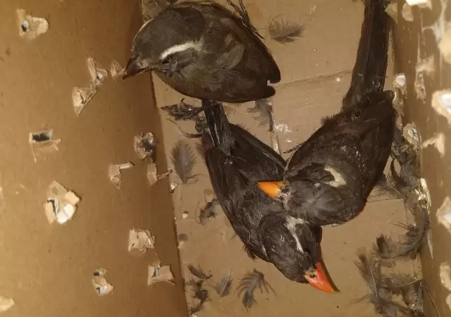 Alarmante auge de peleas de aves: el tr�fico ilegal pone en riesgo al 'siete cuchillos'