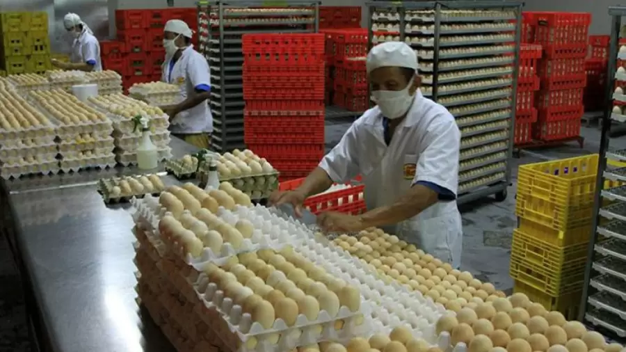 La producci�n de huevos est� aumentando