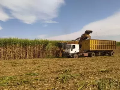 Rechazo de azucareros a pol�tica de Brasil./