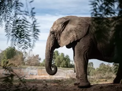 Kenya fue trasladada a Brasil desde el Ecoparque de Mendoza.