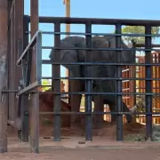 Kenya llegó al santuario de Brasil y ya no hay más elefantes en cautiverio en Argentina