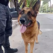 �Qui�n es Randall, el h�roe de cuatro patas que desbarata robos en Mendoza?