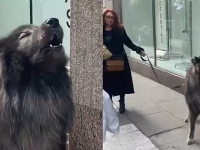 �Lobo o perro? El misterio detr�s del animal que impact� a todos.