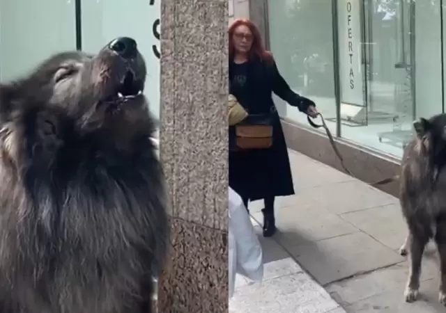 �Lobo o perro? El misterio detr�s del animal que impact� a todos.