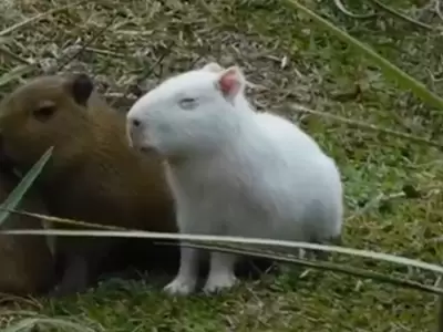 Carpincho albino