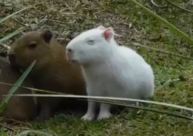 Carpincho albino