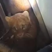 Entre Ríos: descubren un felino silvestre en un patio y alertan sobre su conservación