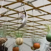 Plantas sin tierra y buenas energ�as para la casa, todos los detalles