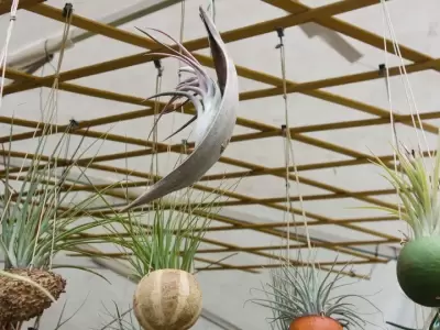 Plantas sin tierra