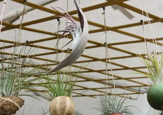 Plantas sin tierra