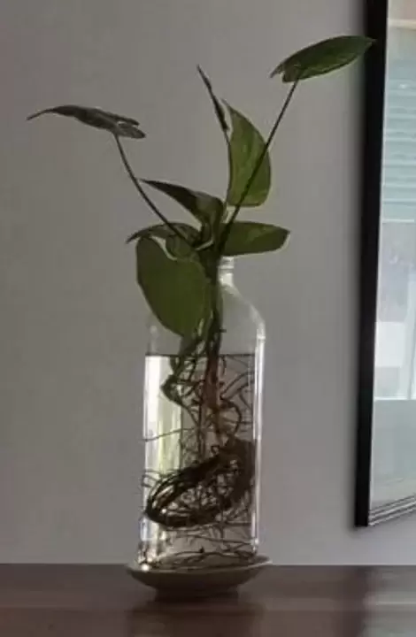 Plantas sin tierra