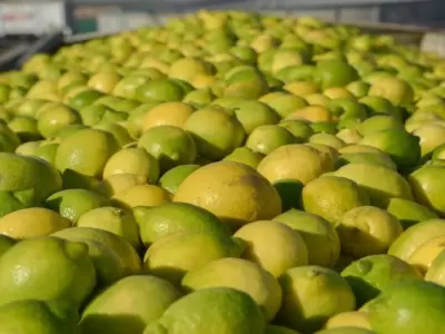 Limones argentinos entran a Chile, pero la carne queda afuera