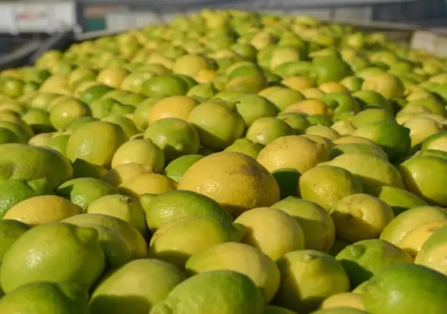 Limones argentinos entran a Chile, pero la carne queda afuera