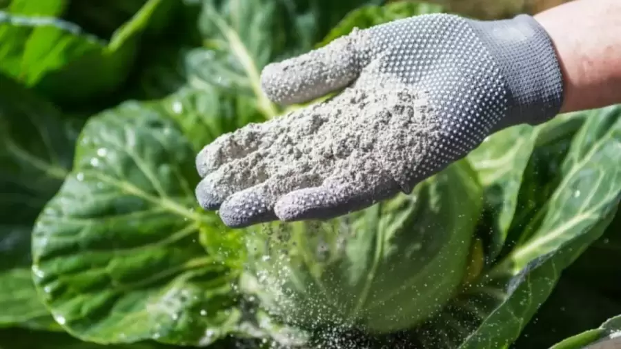 La ceniza previene la presencia de insectos y babosas en nuestro jard�n.