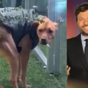 Guido Kaczka bancó su juego más escatológico con perros y respondió filoso: "Me hago..."