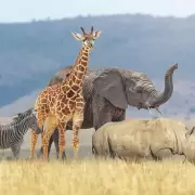 Expo Safari de Animal Geografic: la muestra que combina ciencia, naturaleza y diversi�n